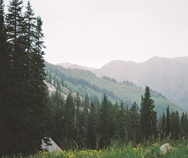 A grassy field with trees and mountains in the background